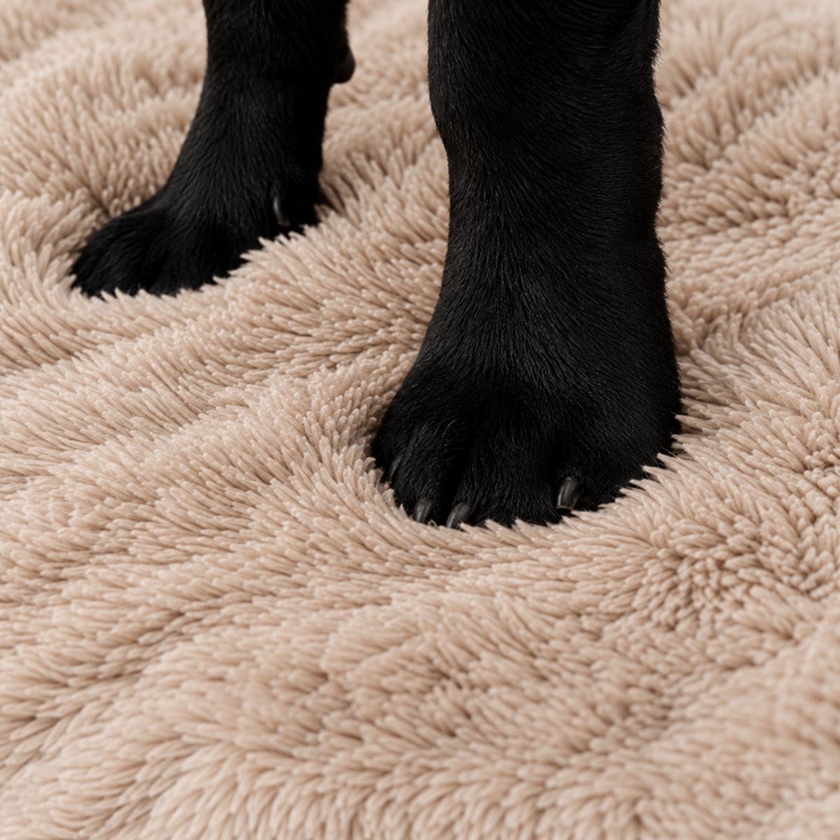 Close-up of a black dog's paws standing on a thick, shaggy beige bed